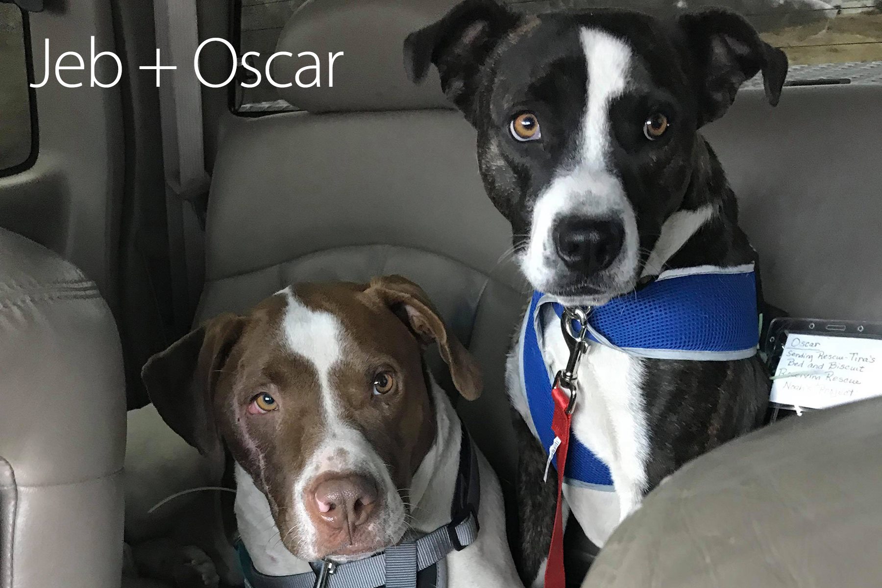 Noah Project - **UPDATED 2/18 -- JEB ADOPTED** **UPDATED...