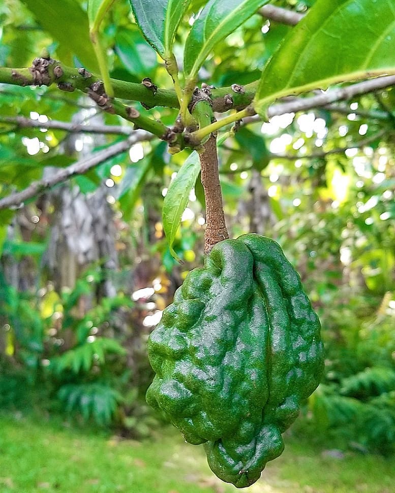 Kola Nut Tree Cola Nitida Kola Nut (plant) | Herbalistics