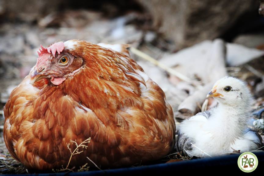 Group hug from all the FAR animal... - Farm Animal Rescue | Facebook