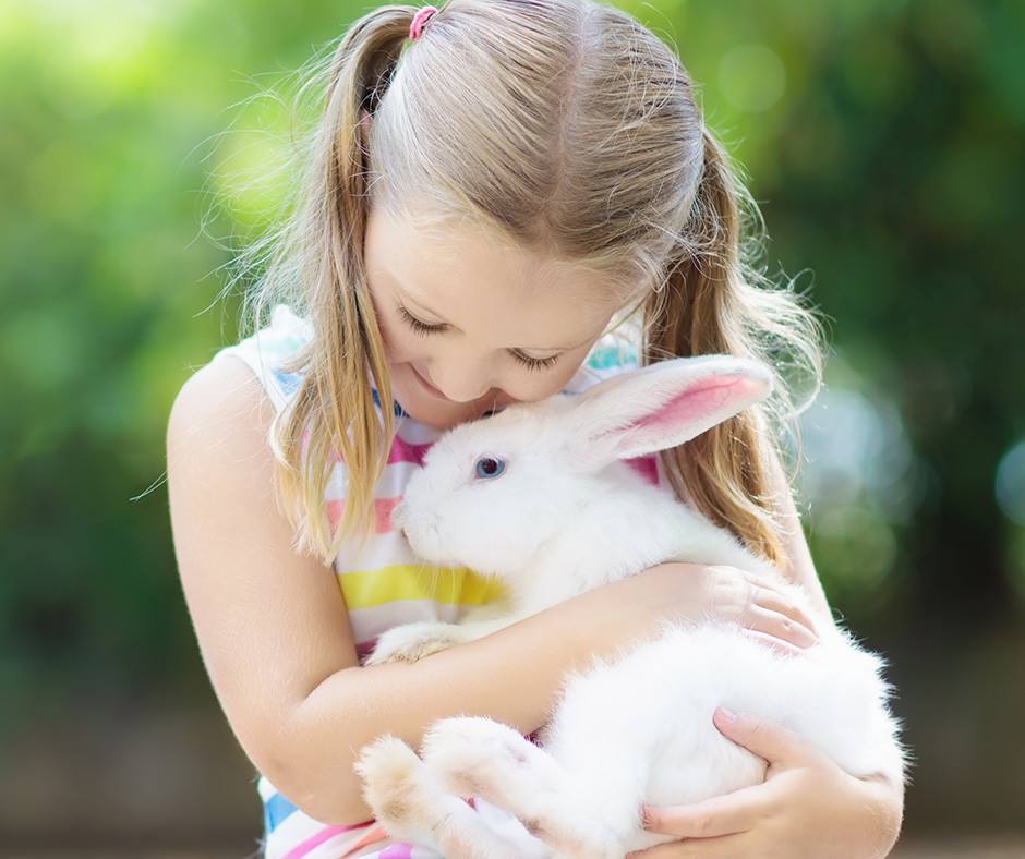 Pet Valu - July is adopt a rescued rabbit month! If you've...