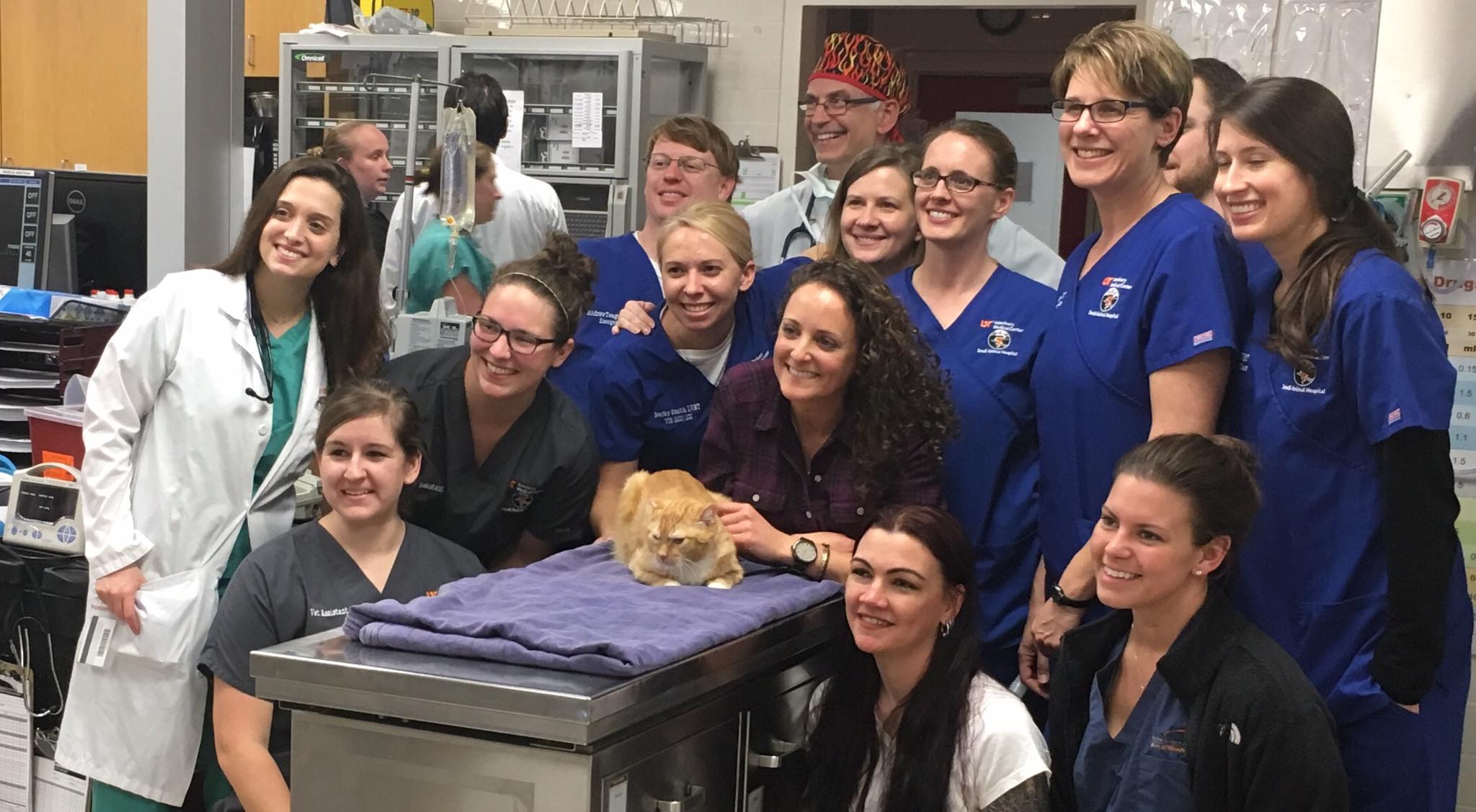 UTCVM-University of Tennessee College of Veterinary Medicine - Guess ...