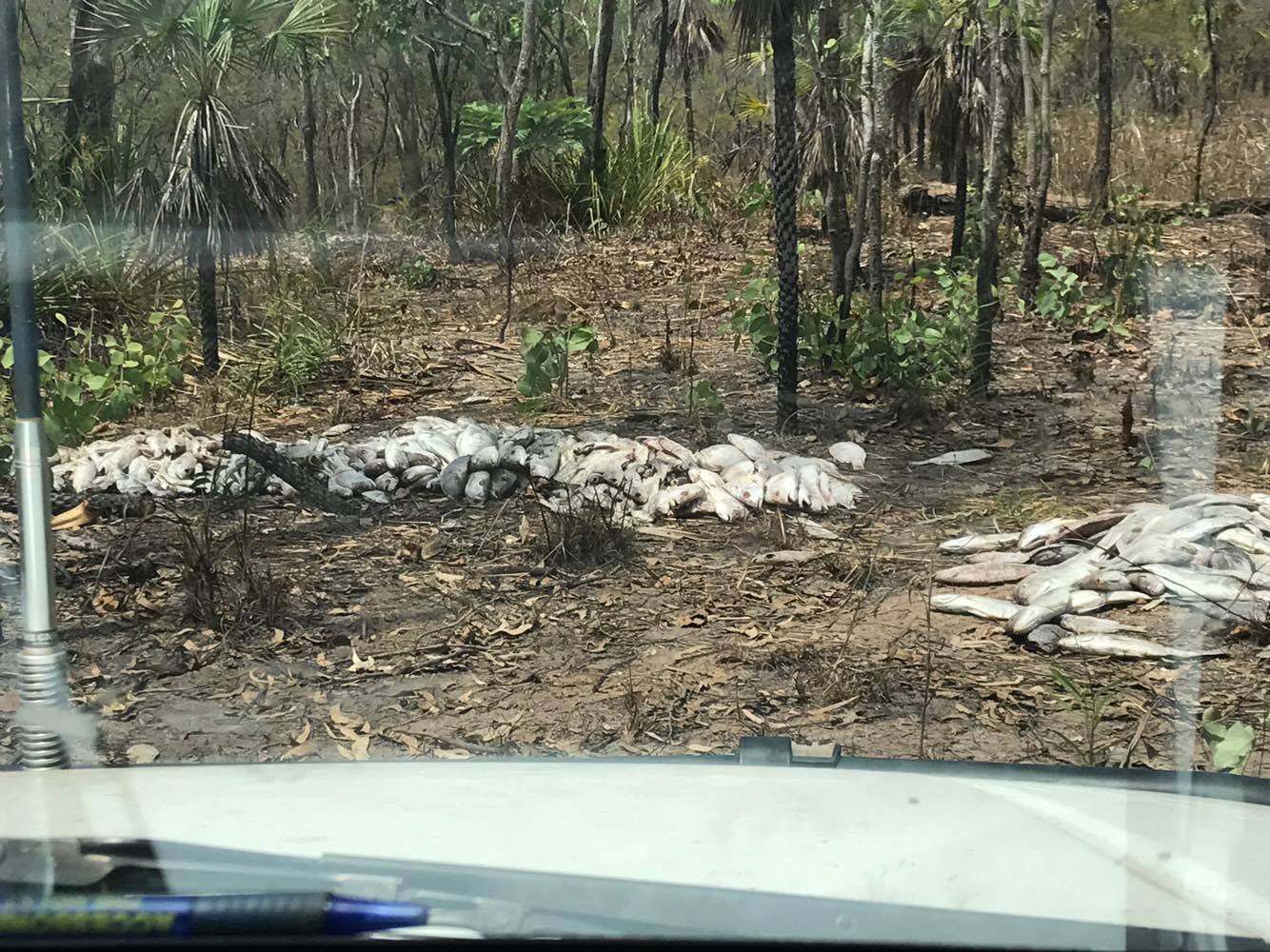 ABC Darwin - FISH DUMPED. POLICE SUSPECT BLACK MARKET...