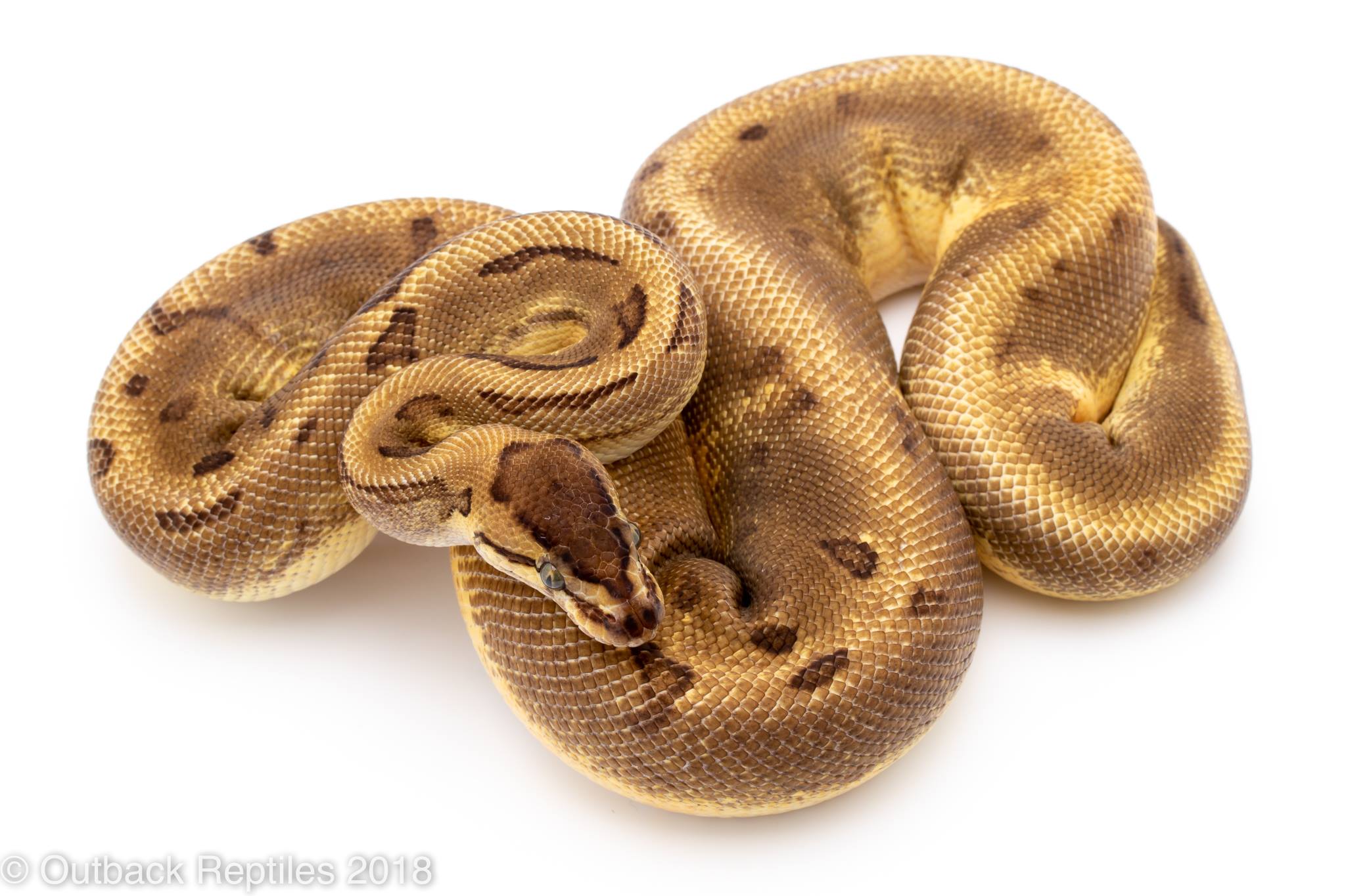 Outback Reptiles - ENCHI PINSTRIPE PIED BREEDER MALE - 600g Only $425 ...