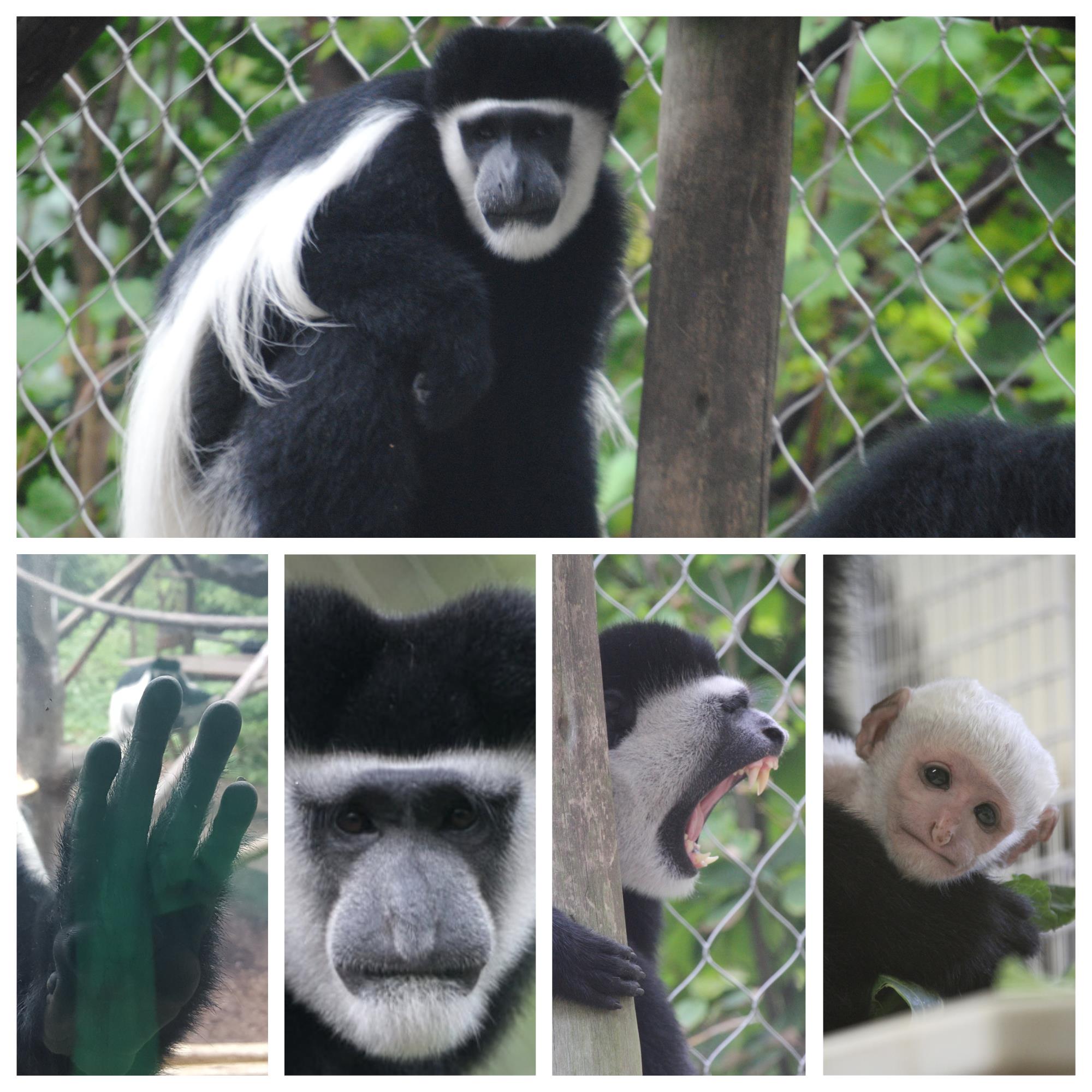 Columbus - Colobus monkeys are unique in which they have reduced thumbs ...