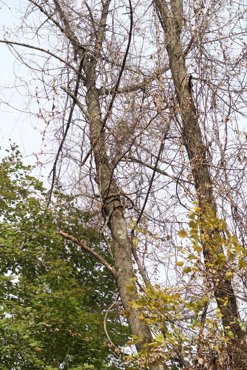 Invasive oriental bittersweet vine removal in Sourland woods