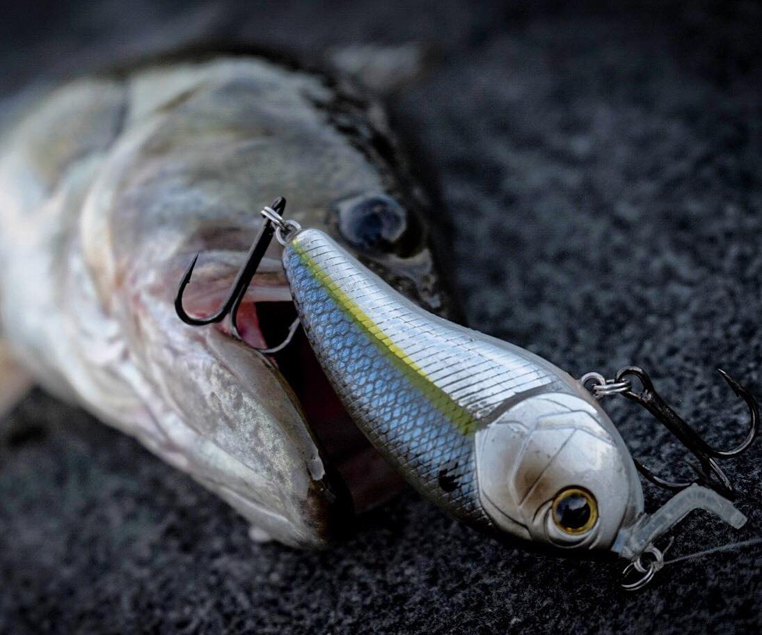 The Swank 77x excels when fished over... - 6th Sense Fishing | Facebook