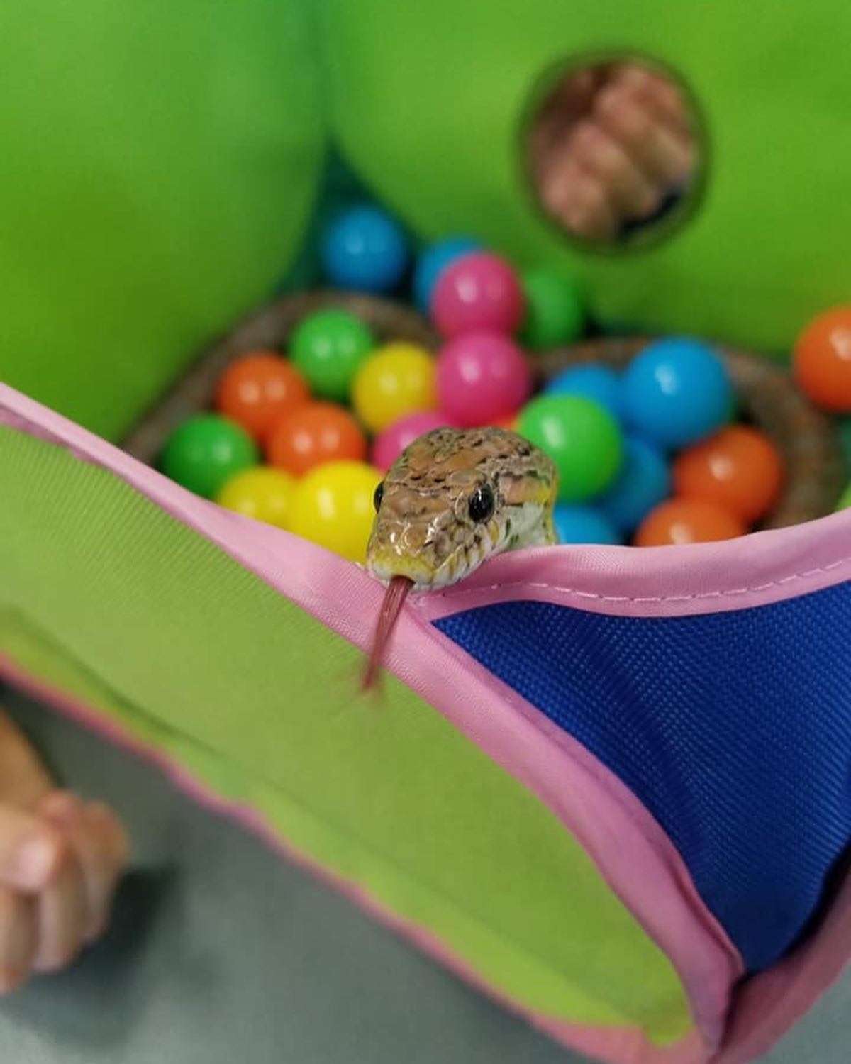 Our awesome Animal Care team gave... - Catawba Science Center