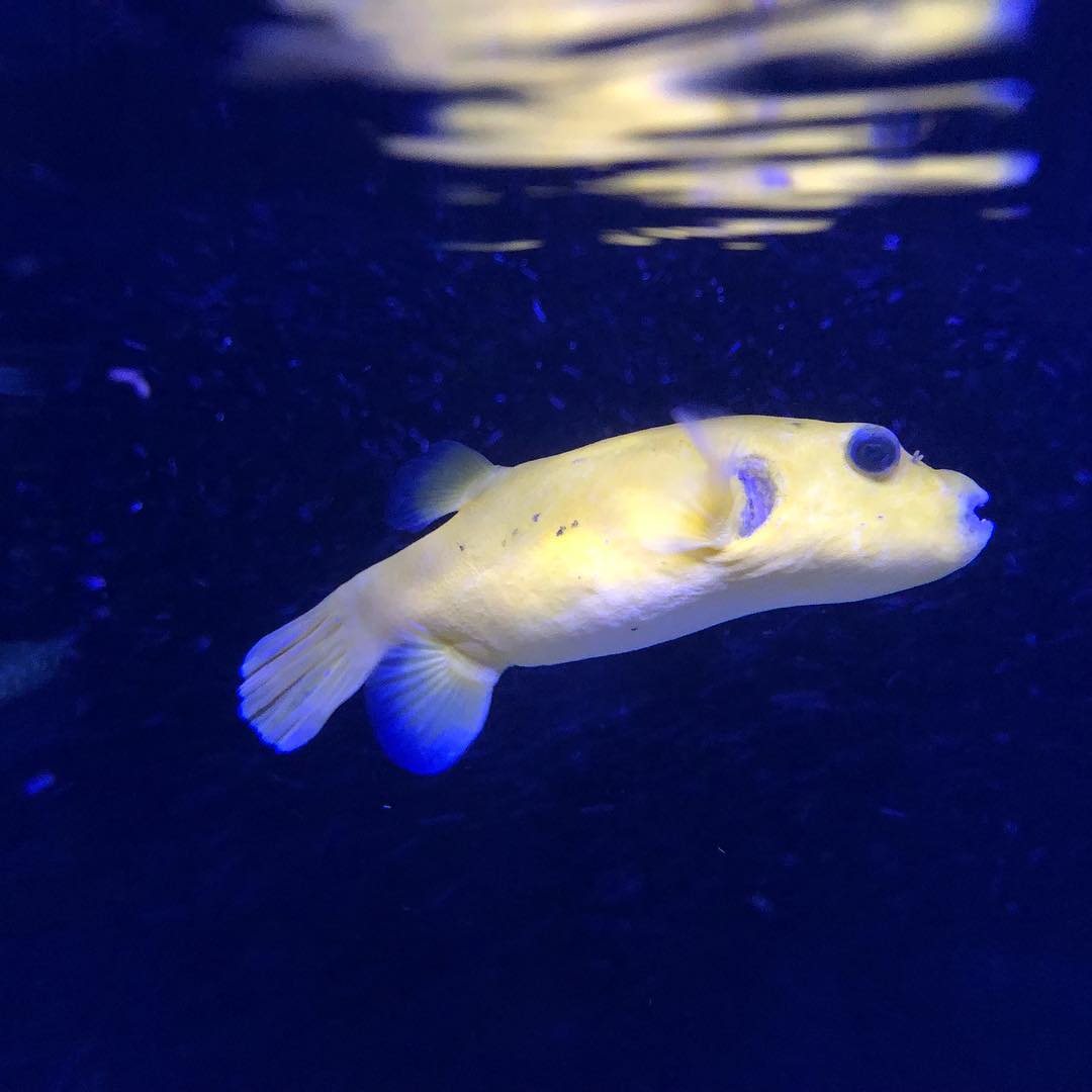 MemFish - Our beautiful Golden Puffer