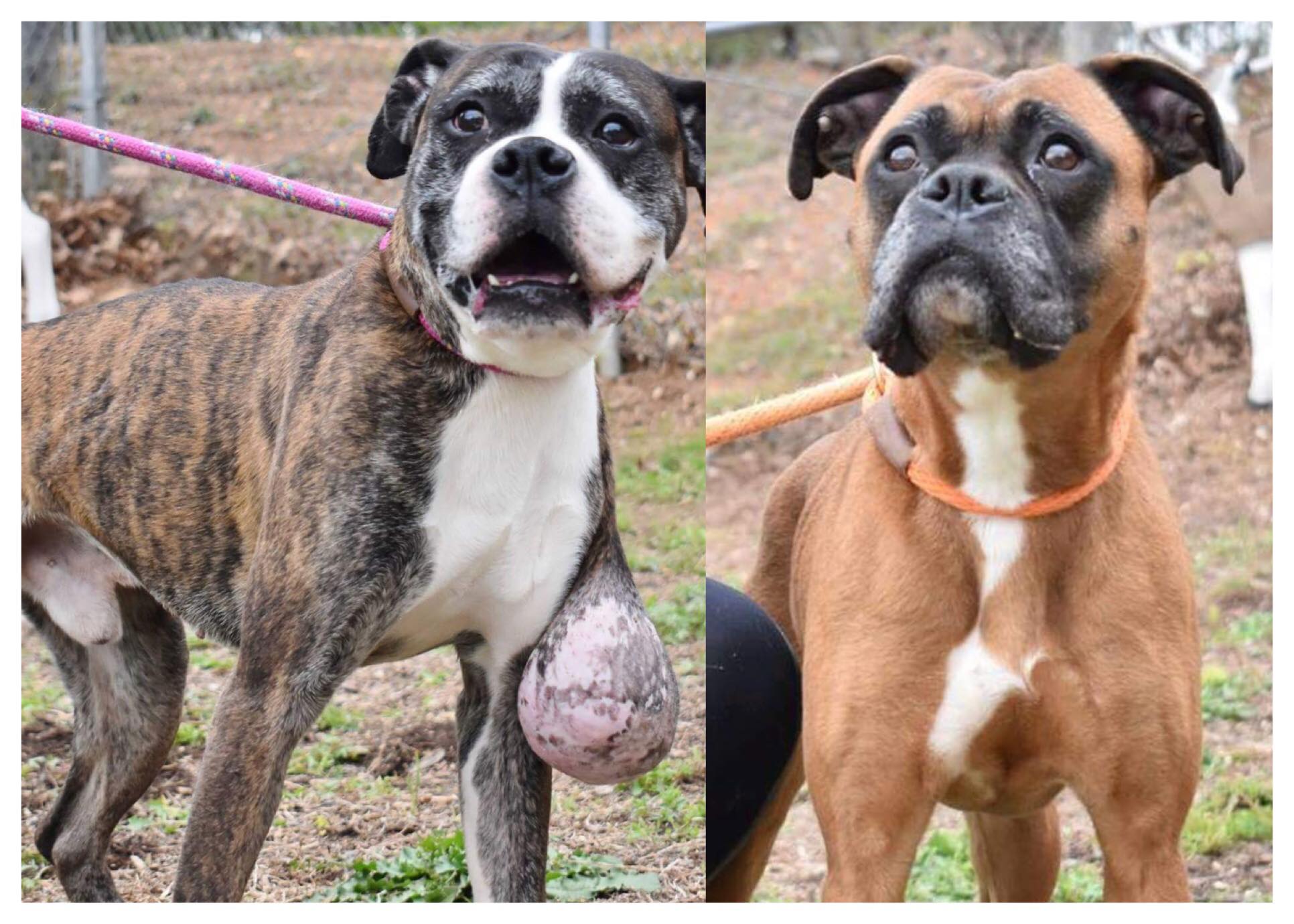 Zafar and Ali are now with ABR and... - Atlanta Boxer Rescue | Facebook