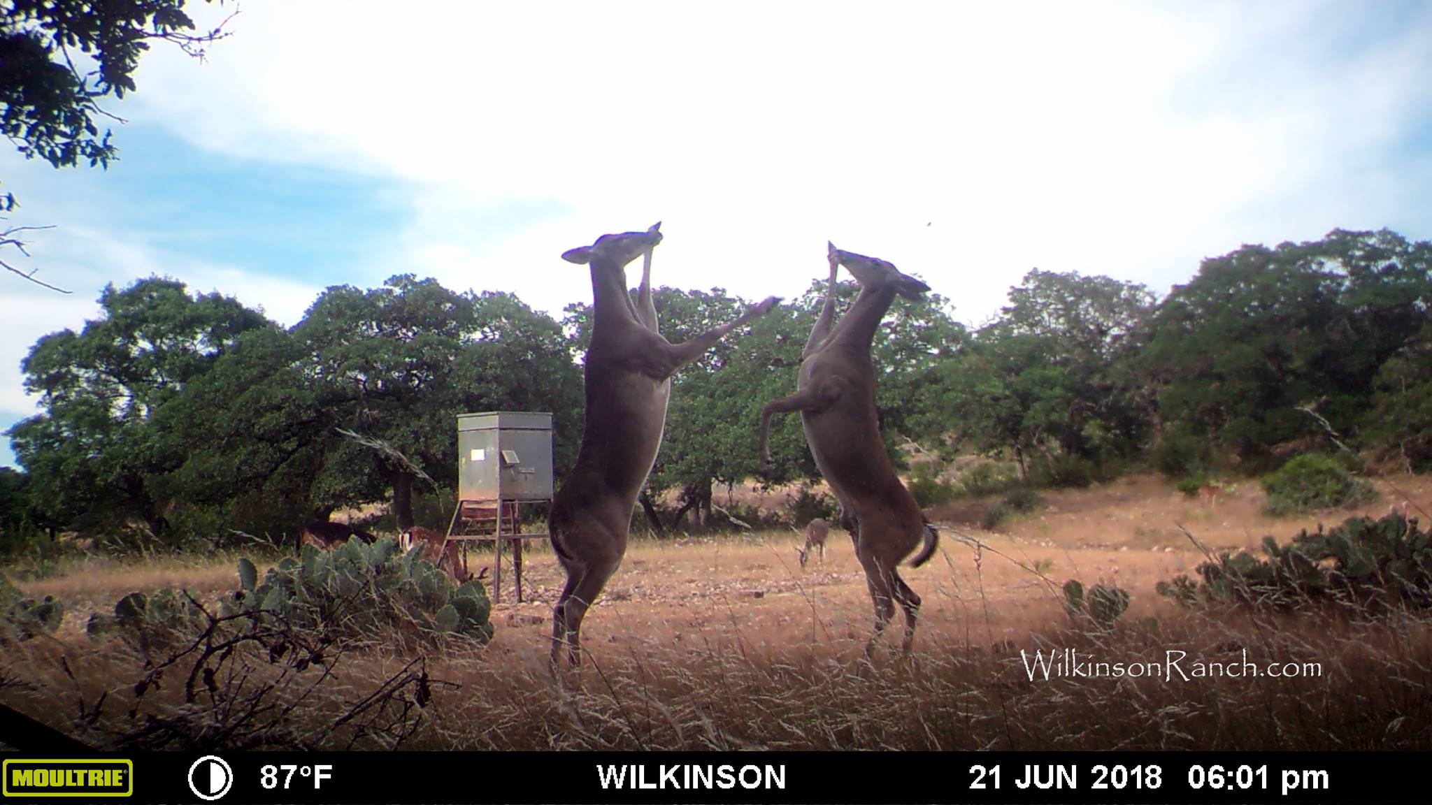 Wilkinson - Our game camera caught these whitetail does exchanging ...