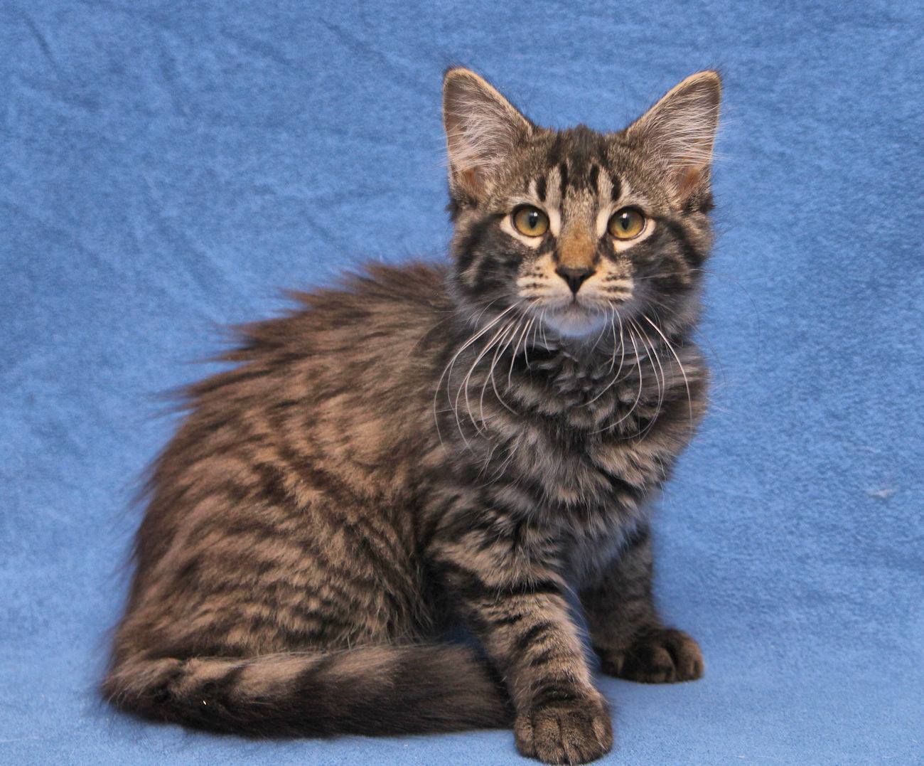 3-month-old Riff Raff recently... - Lake Humane Society | Facebook