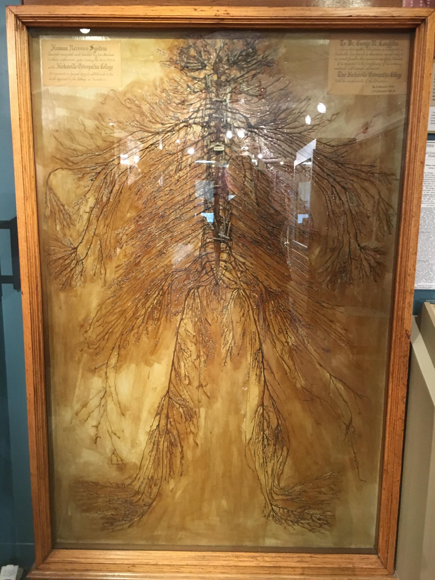Not to brag, but this photo of an intact human nervous system at