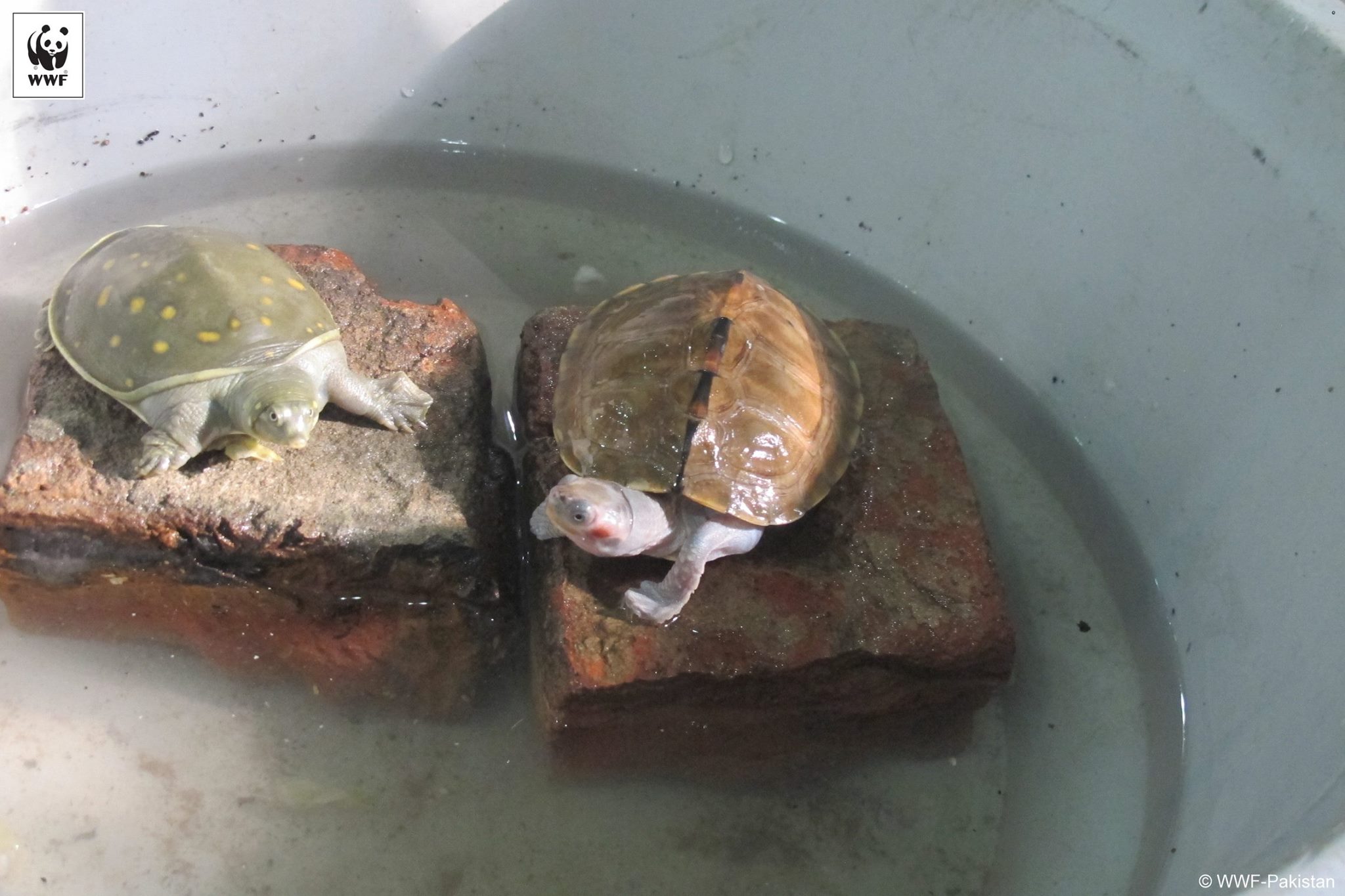 WWF-Pakistan - Two different species of freshwater turtles... | Facebook