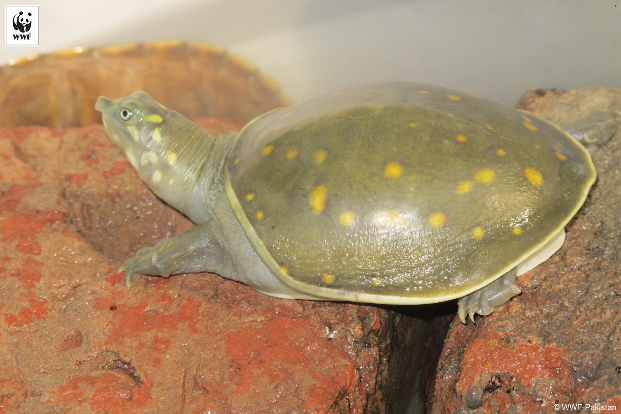 WWF-Pakistan - Two different species of freshwater turtles... | Facebook