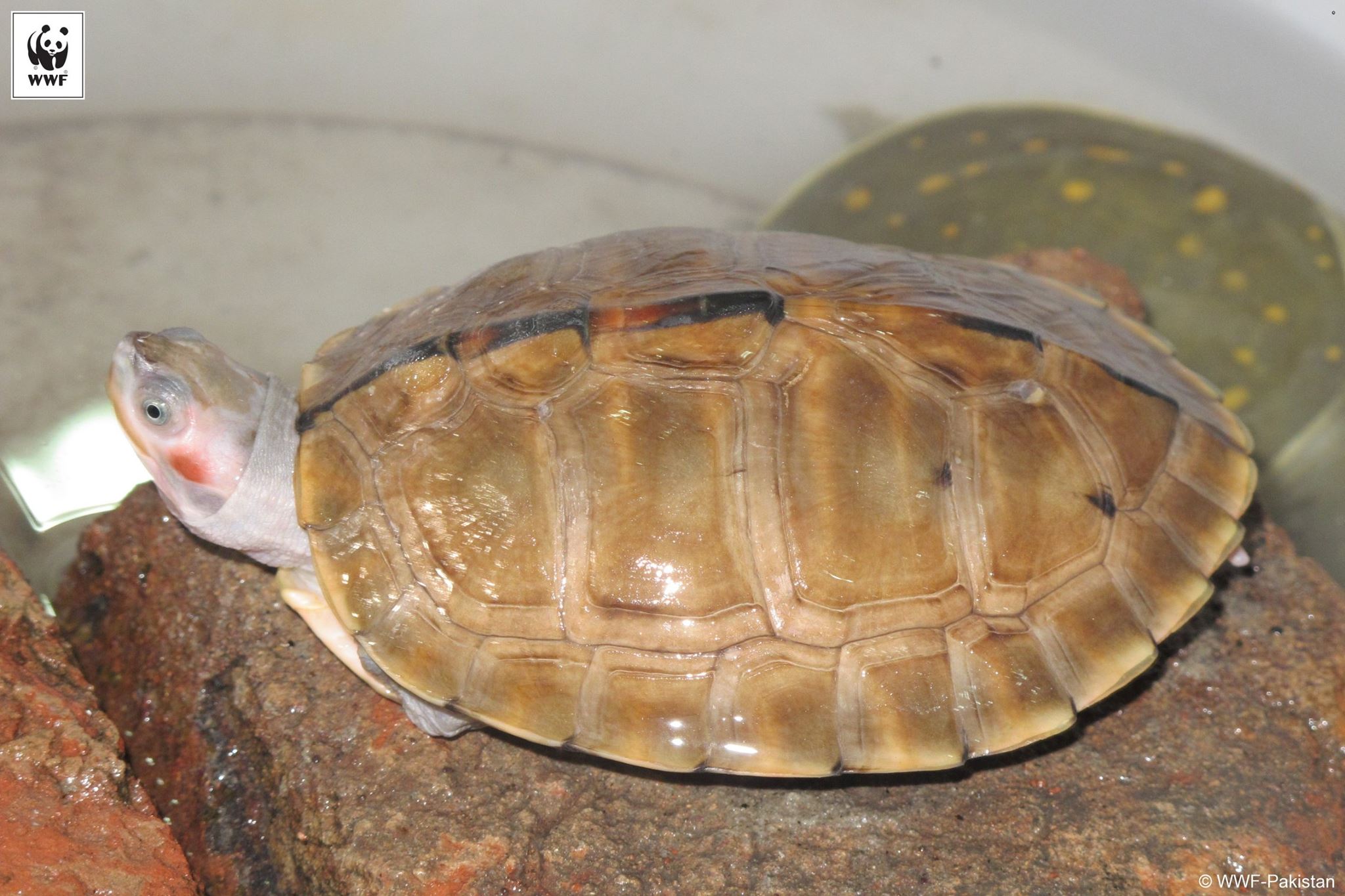 WWF-Pakistan - Two different species of freshwater turtles... | Facebook