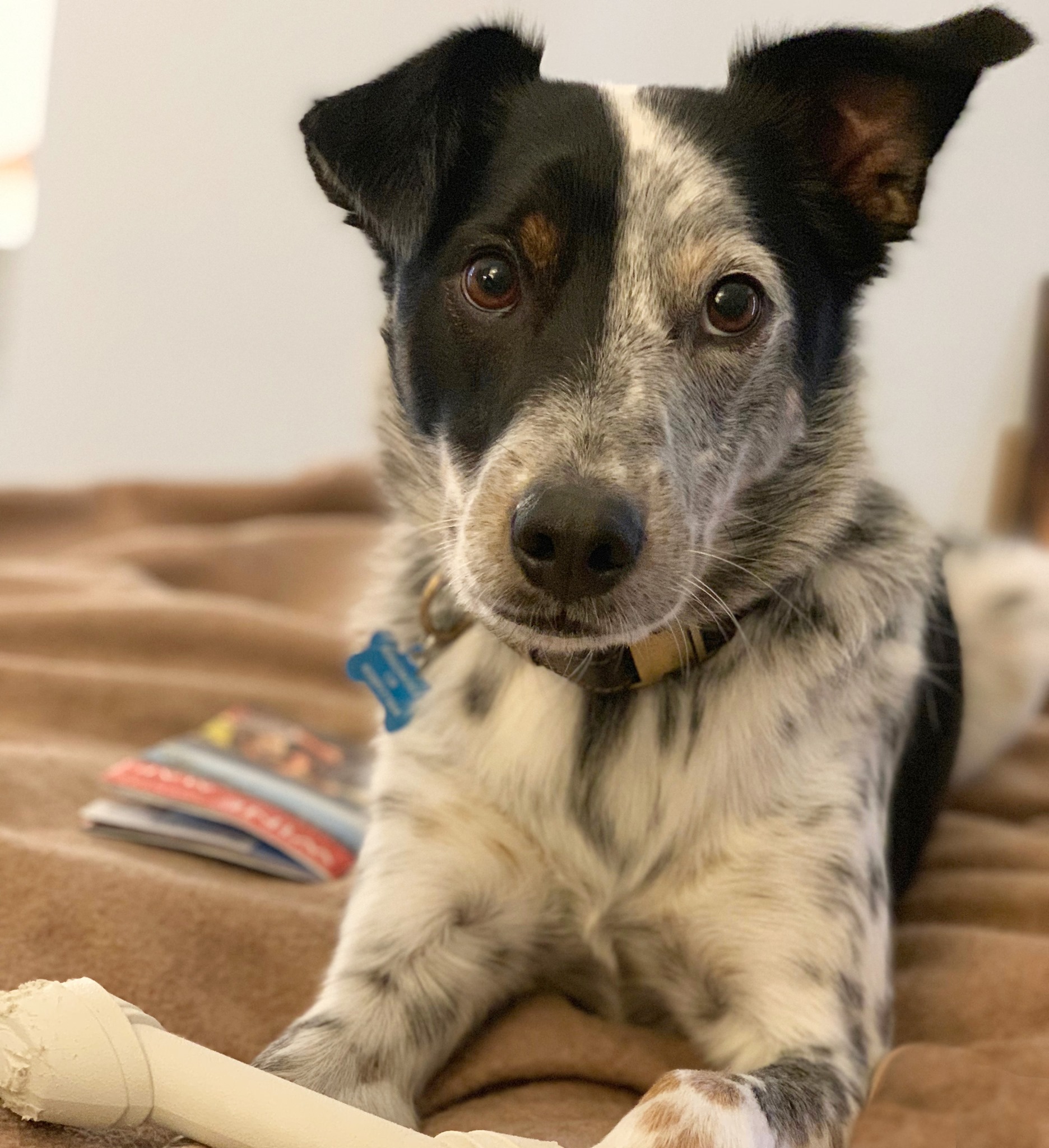 Guess the Breed! Sam was... - Humane Society Silicon Valley | Facebook