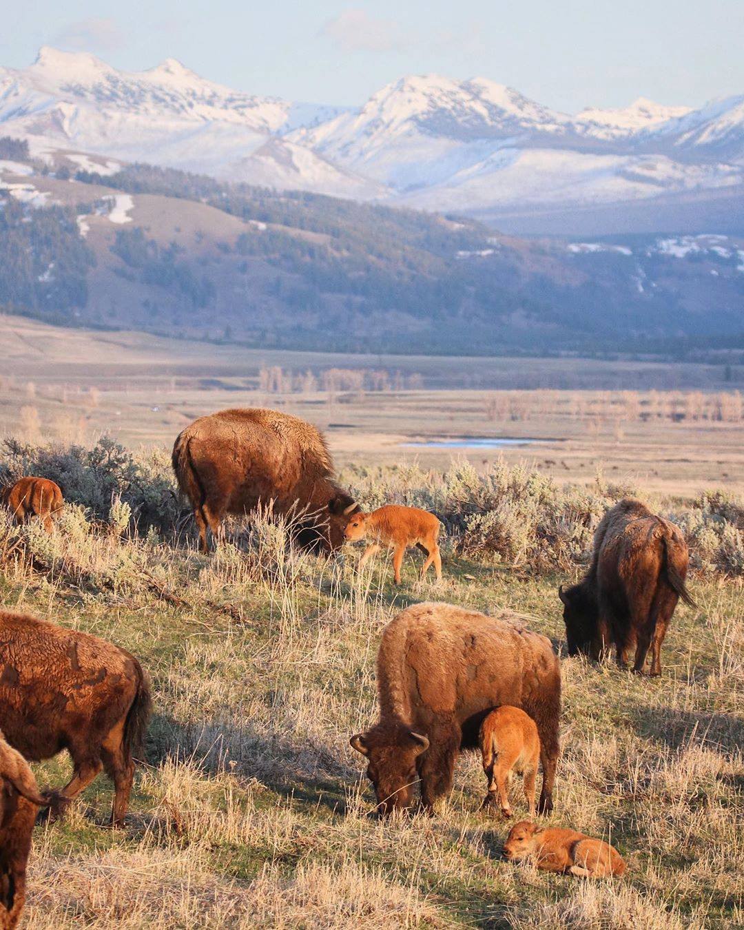 Visit Montana - Did you know that baby bison are nicknamed 