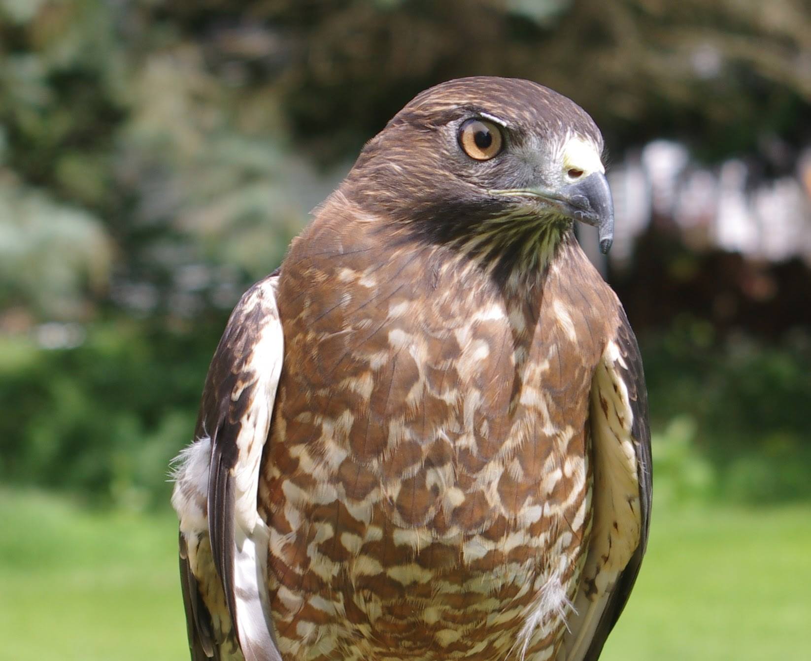 Today marks the 1 year... - Braddock Bay Raptor Research | Facebook