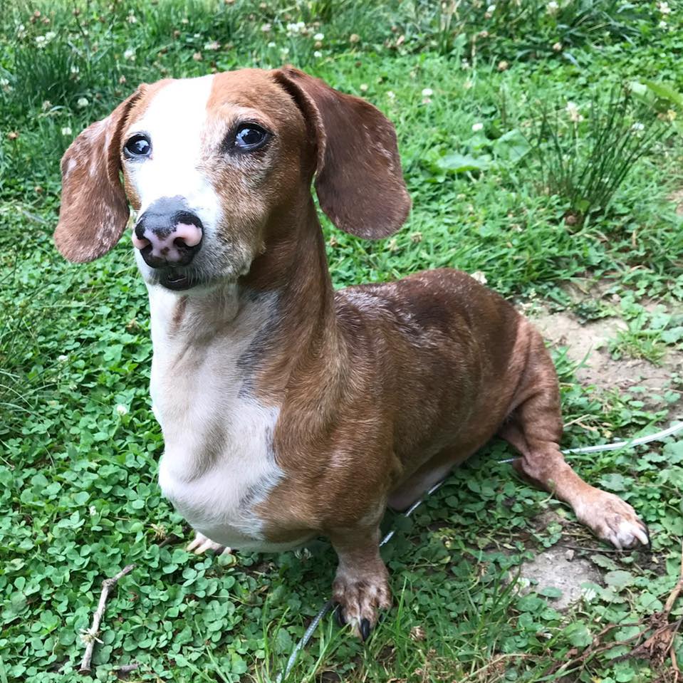 Deb’s Dachshund Ranch