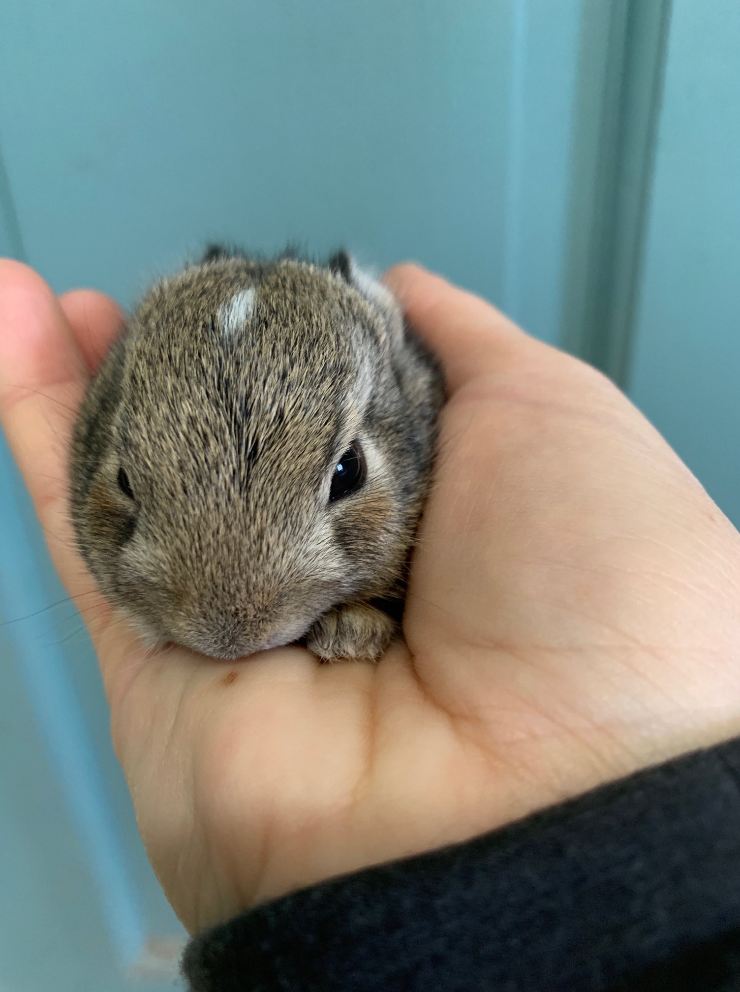Our first 4 cottontail rabbits... - Austin Wildlife Rescue