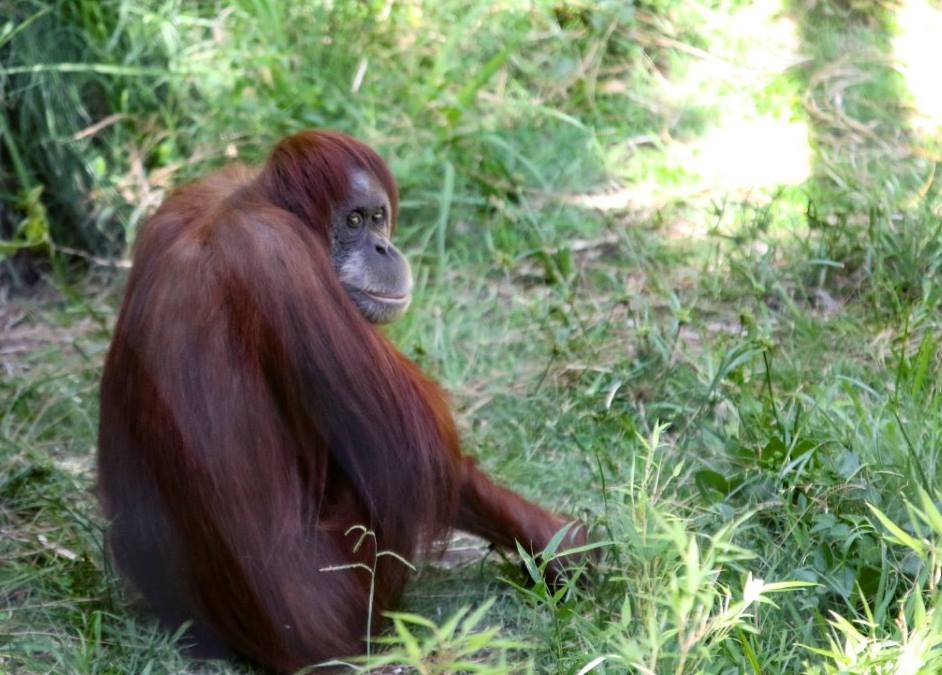 Fresno Chaffee Zoo - We are very excited to announce that orangutan ...