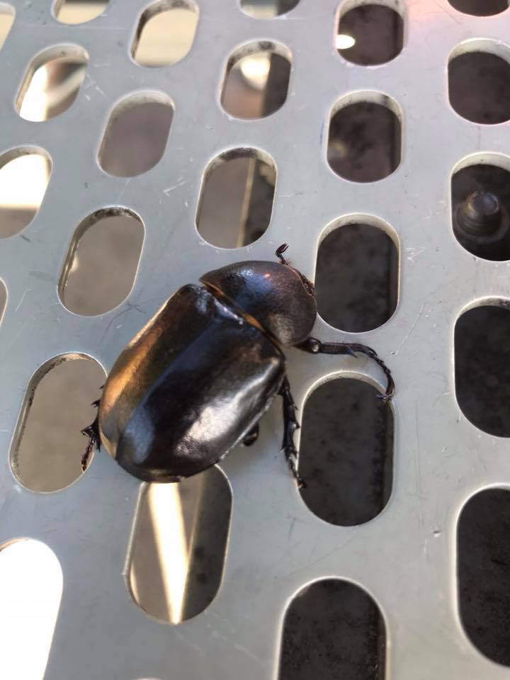 Rhytiphora nigrovirens beetle found in Victoria Australia