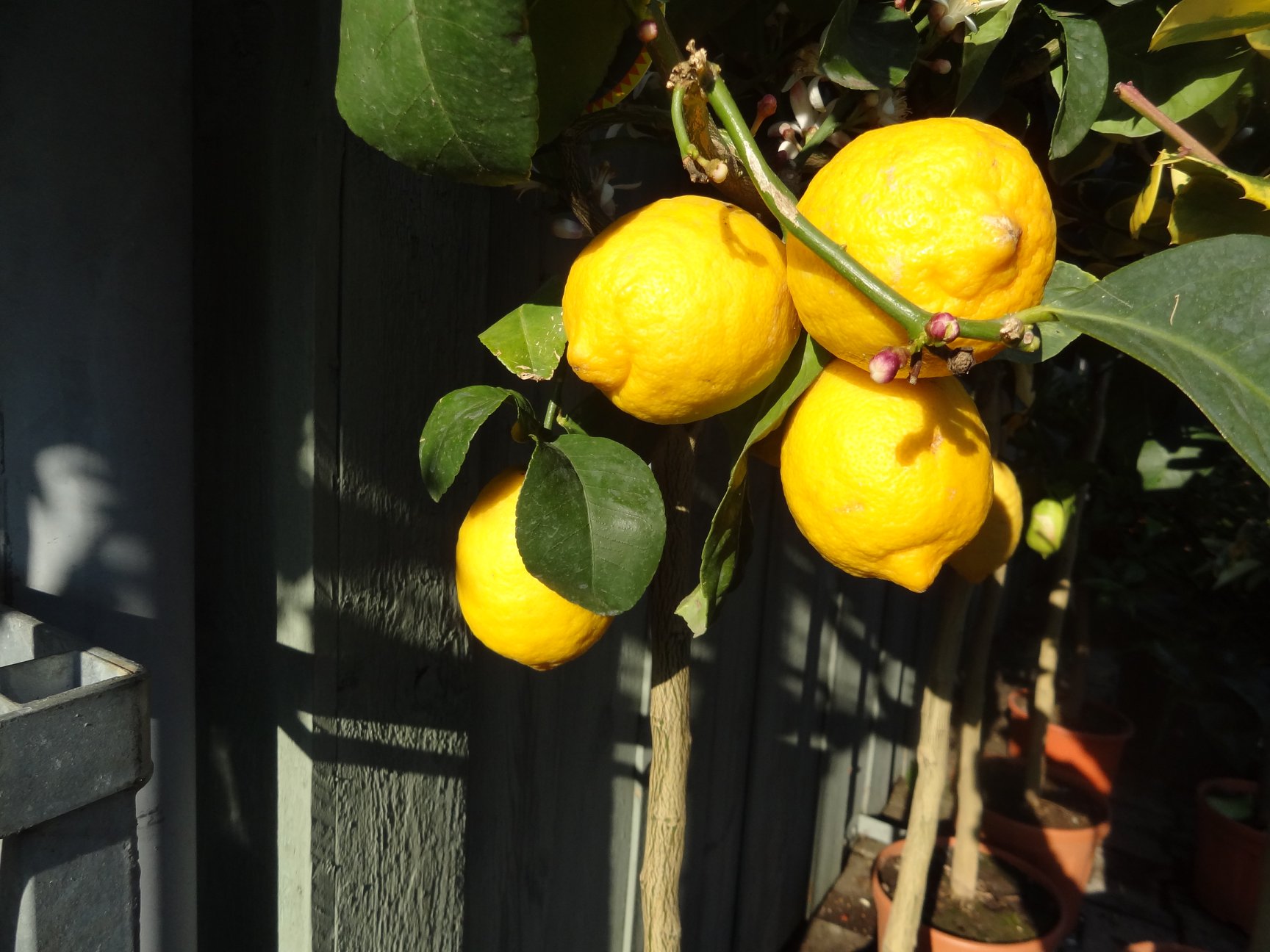 kolding plantecenter - Tjek krukkerne og citrus planterne. Forårets ...