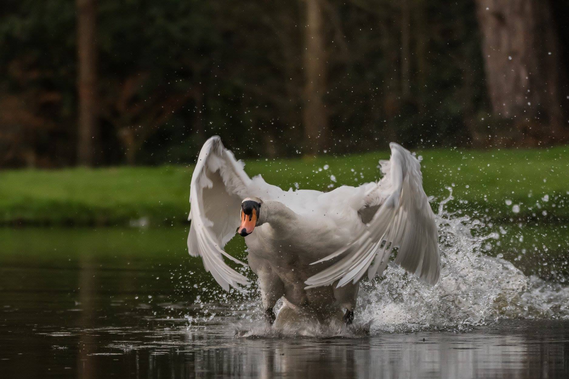 RSPCA West Hatch Animal Centre - ACTION! Photo: David Marshall | Facebook