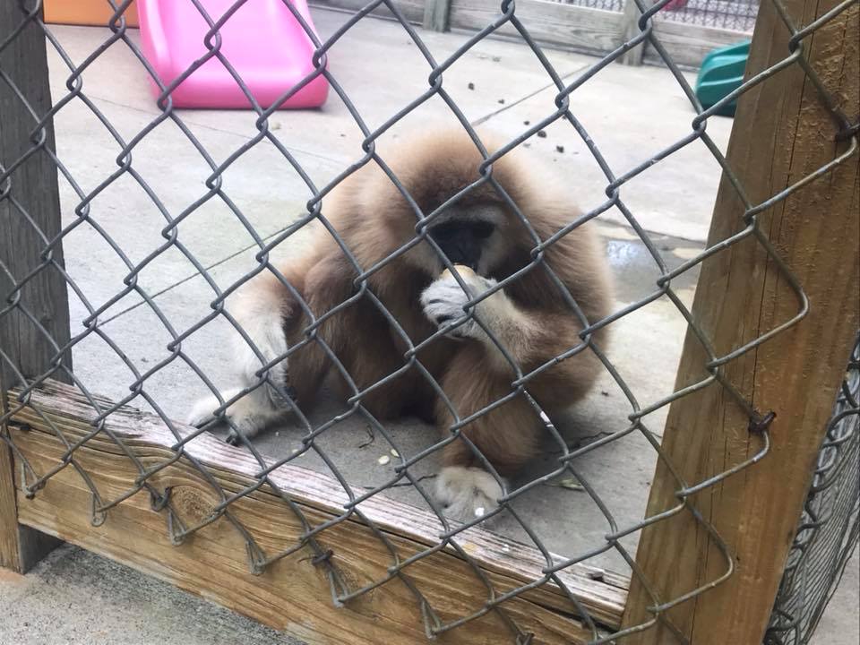 American Primate... - American Primate Educational Sanctuary