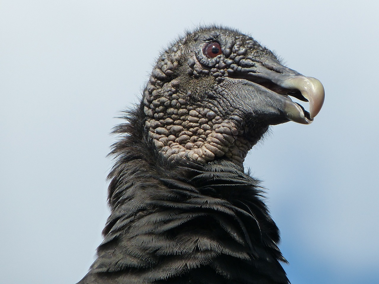 American - Meet the Black Vulture (Coragyps atratus). It has a 