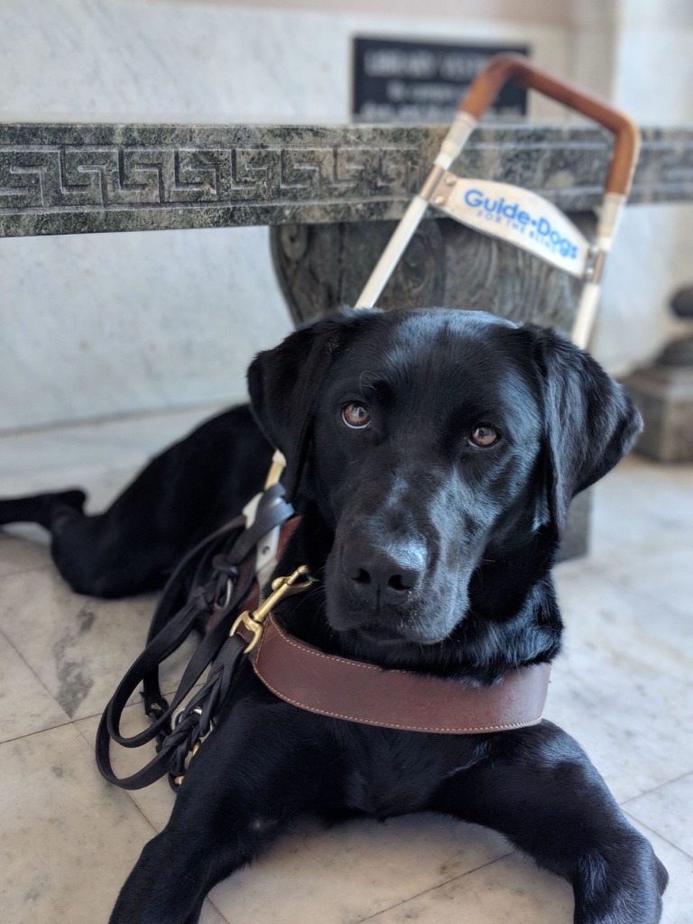 Guide - As our graduates continue to shelter at home GDB is sharing ...