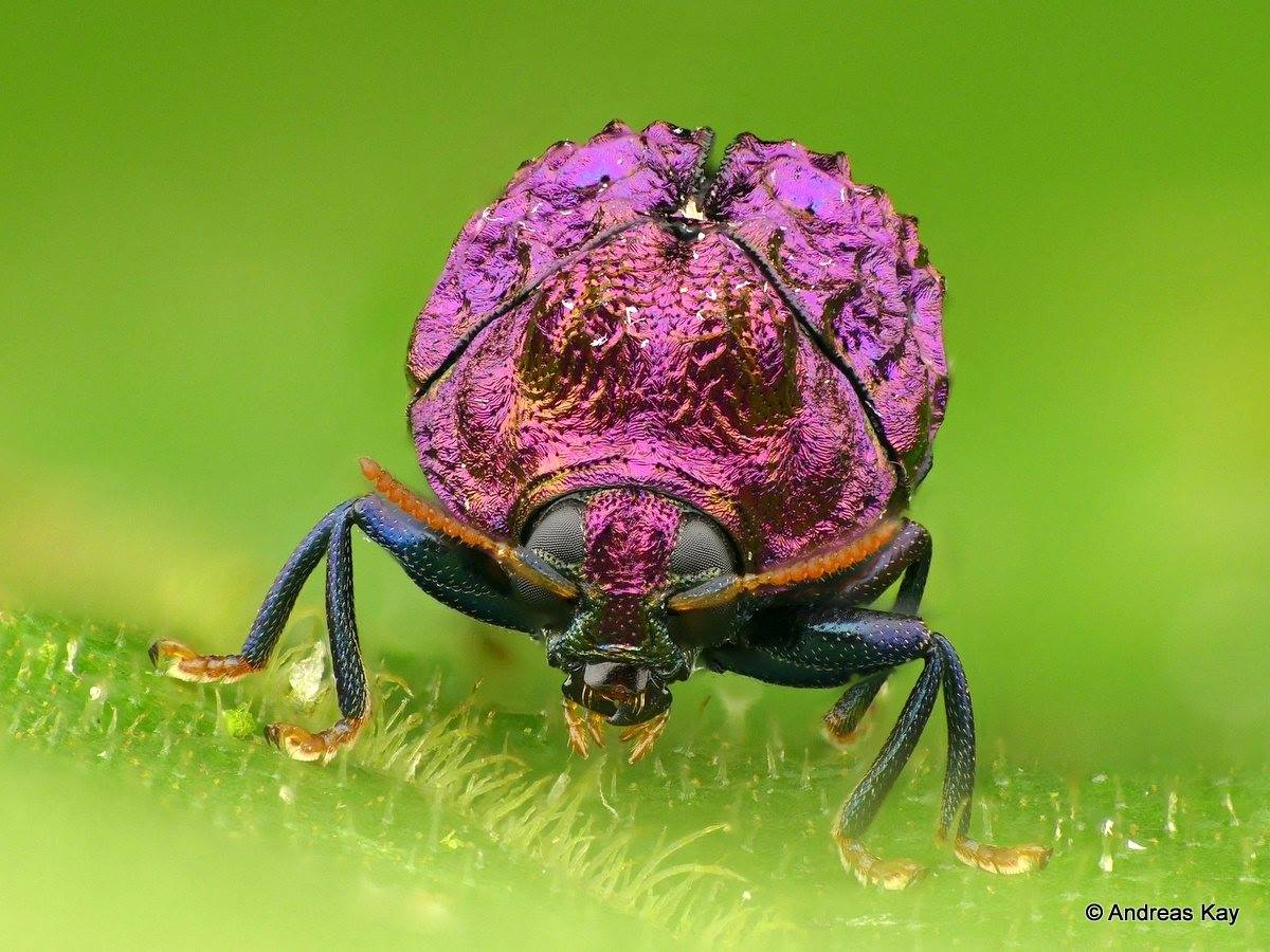 Frans de Waal - Public Page - GEMSTONE BEETLE Living gemstone, a leaf ...