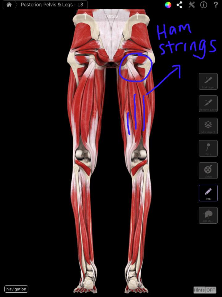 Pain in the bum?? The Hamstrings... - Thefreeroamingphysio | Facebook