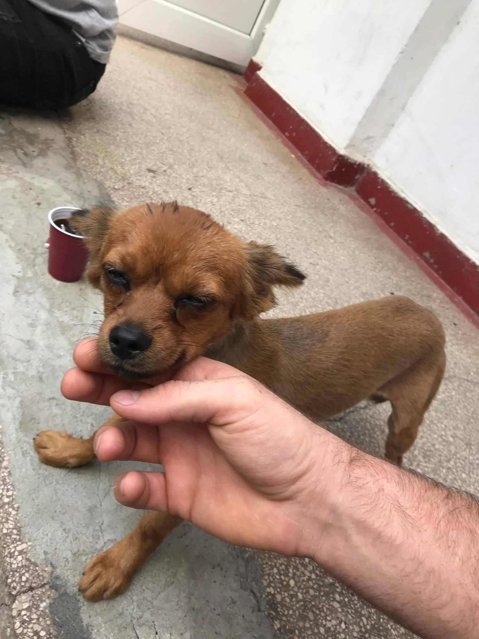Help Labus - Gasita in M 38, langa piata. Este tunsa si...