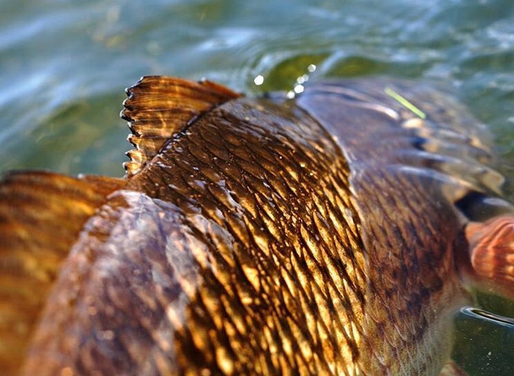 RedFin Charters | Charleston SC