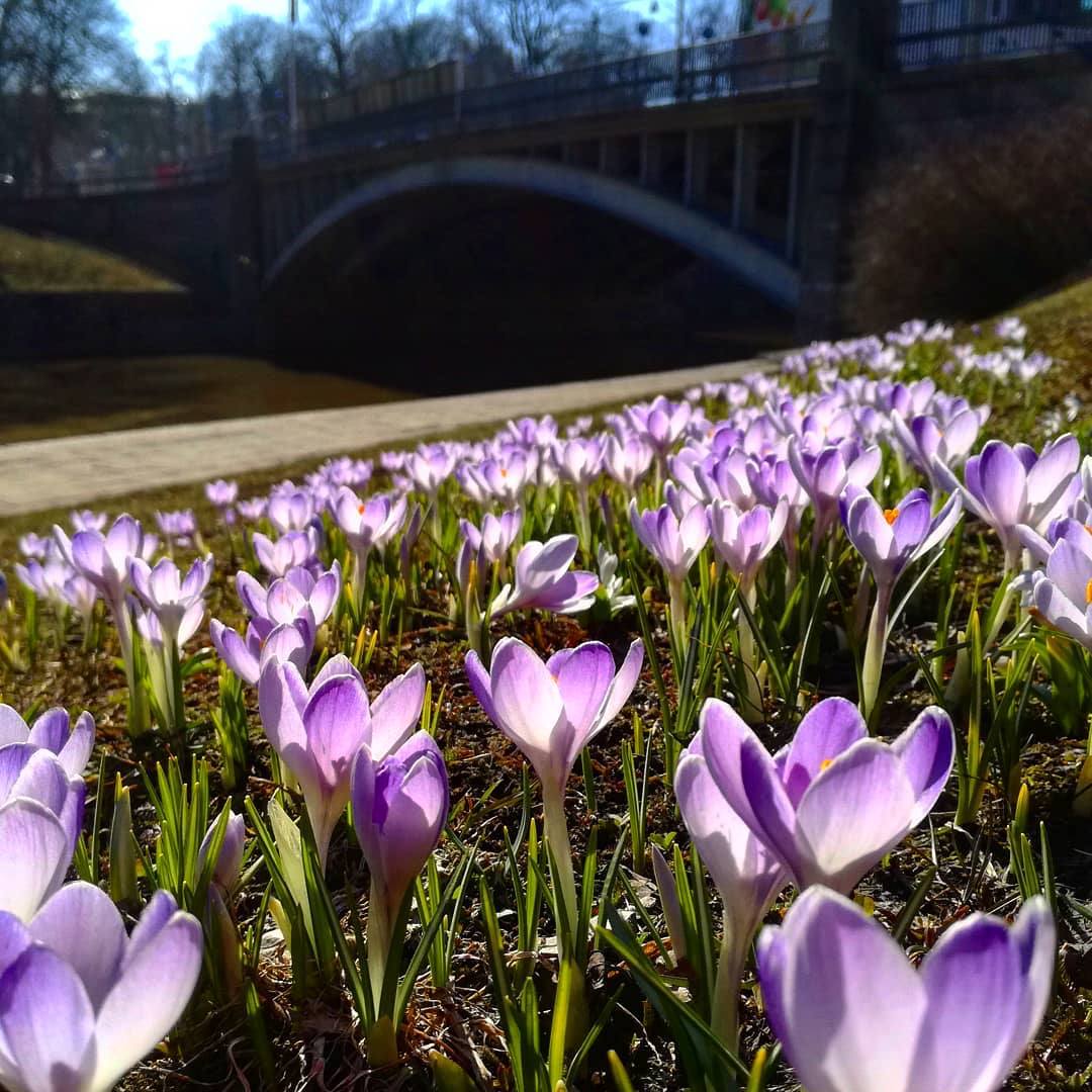 LoveTurku - Posted @withrepost • @margefor #krookukset # ...