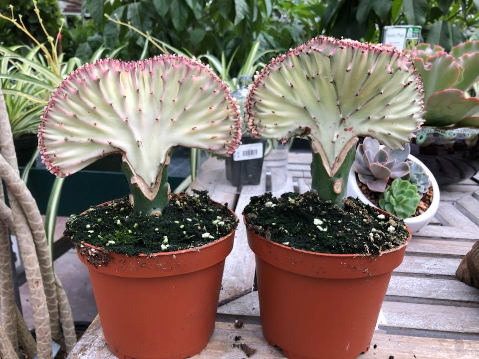 New succulents just in. All... - The Farm At Green Village | Facebook