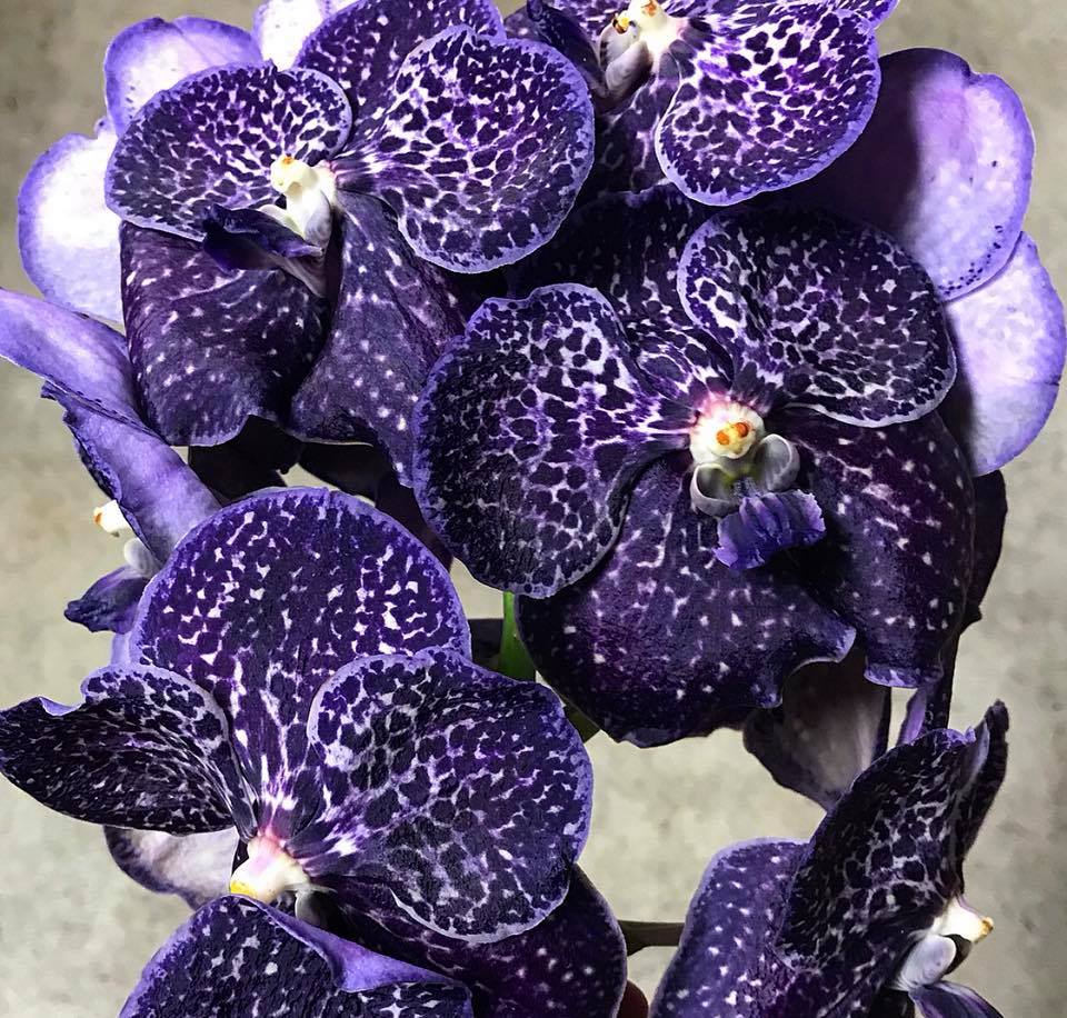 Who else is obsessed with our NEW midnight black #orchid 😍🌚