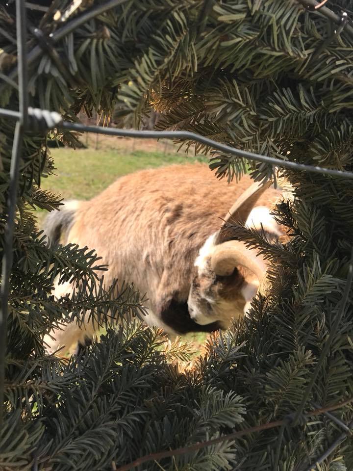 Dancing Hill Christmas Tree Farm Home Facebook