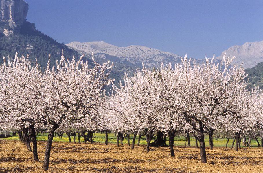 Almond Blossom On Mallorca Mandelblute Golf Son Gual