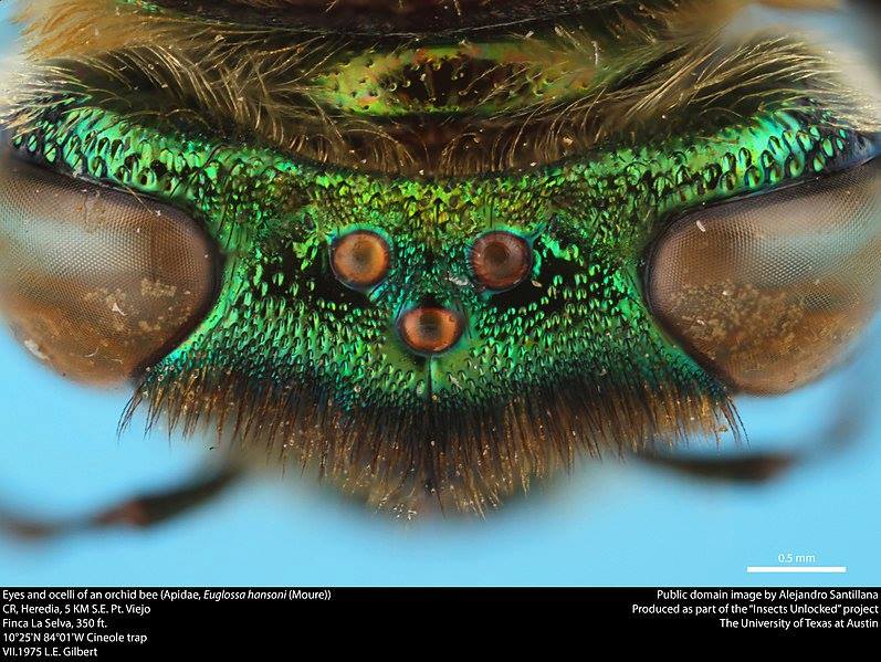 CSIRO - #FridayFact Bees have five eyes. Two large...