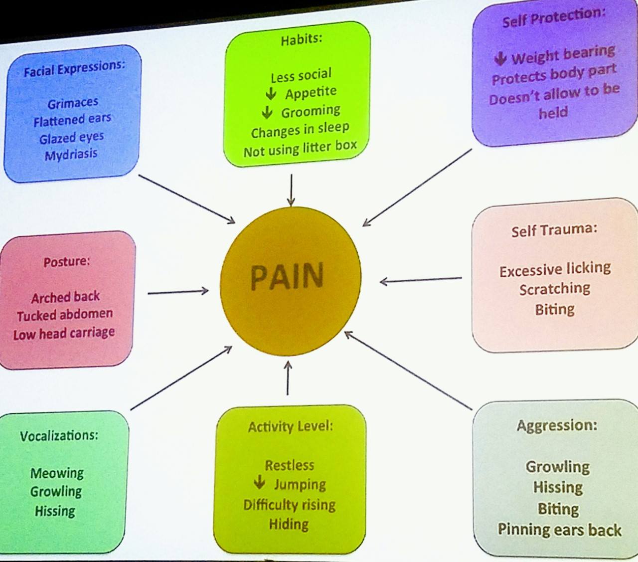 Image showcasing Ellwood Animal Hospital - Do you know the signs of pain in cats? All ...