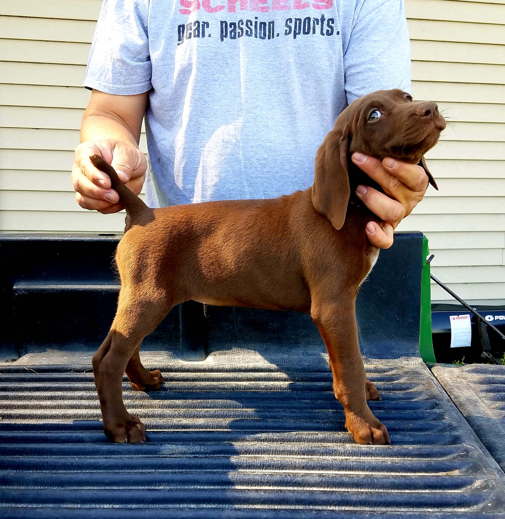 We have 1 female and 2 male pups... - Phillips Gun Dogs LLC | Facebook