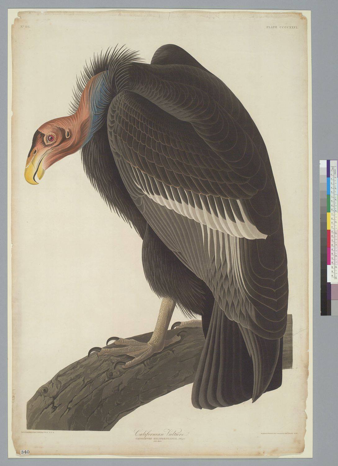 Calisphere - In honor of Audubon Day, here's a print from...