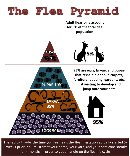 The Flea Pyramid - Chattanooga Veterinary Center