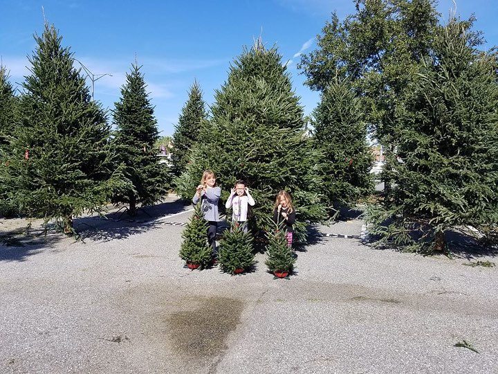 A big tree for the living... - Severts Christmas Tree Farm