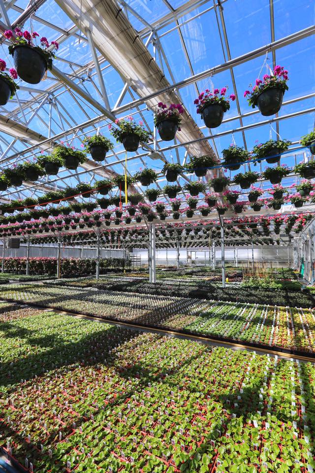 Sitemapcdatahttpswuwkniqoocomsam Bridge Nursery Greenhouses
