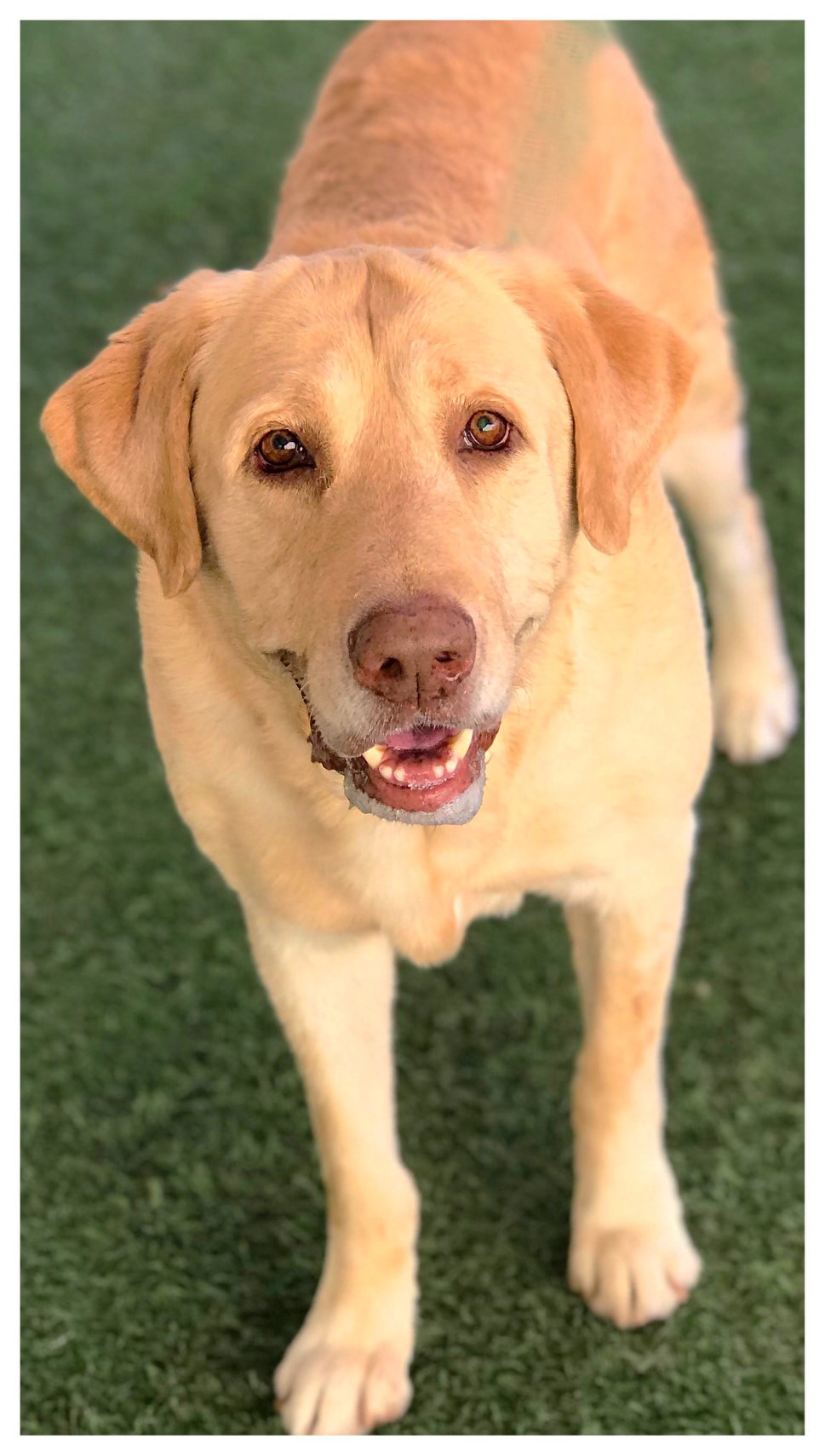 Meet Weiser!... - Arizona Labrador & Giant Breed Rescue, Inc.