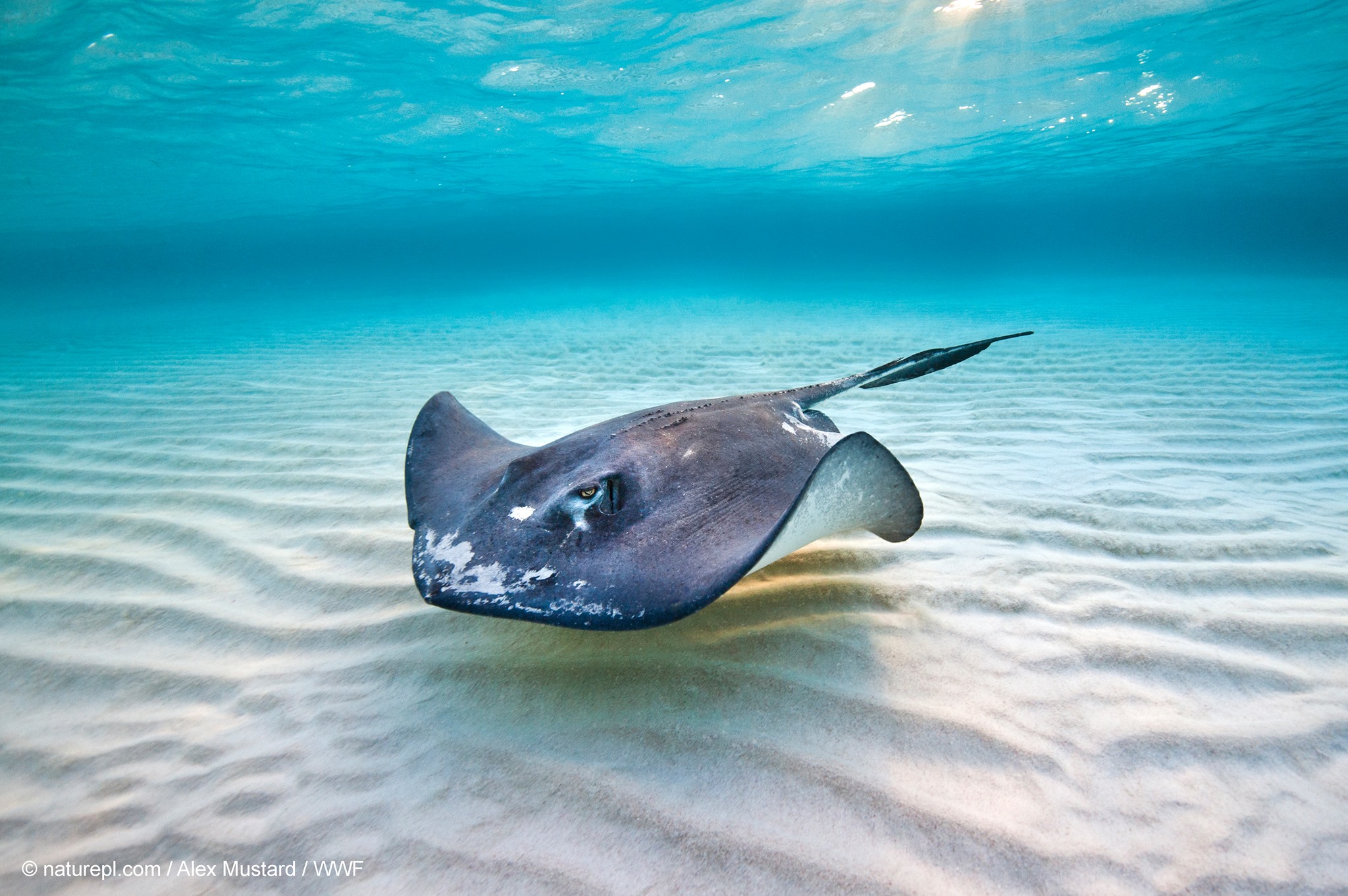 WWF Hong Kong - Did you know, the skeletons of #sharks and... | Facebook