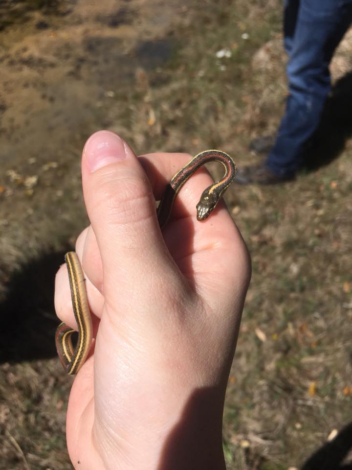 The Western Ribbonsnake... - Hill Country Conservancy